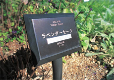 写真：花壇に立つ植物の点字案内板は、かがみこまずに読むことができる高さに設置させている