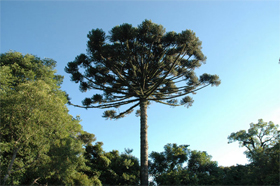 パラナ松　パラナ州とクリチバ市のシンボル・ツリー。枝ぶりが上方向に向いているのが特徴。